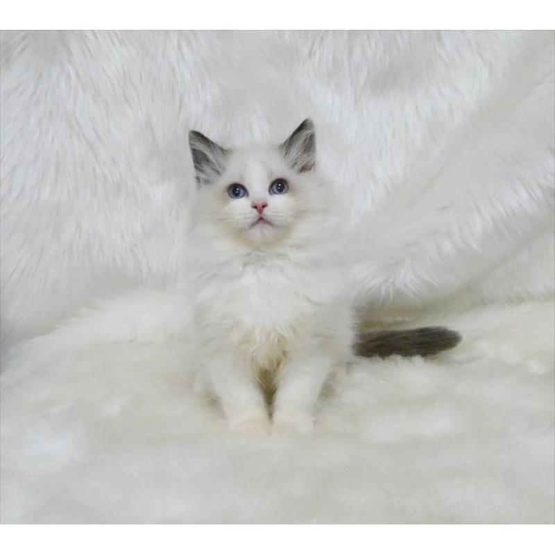 販売中の茨城県のラグドール-136074の3枚目