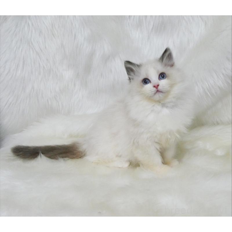 販売中の茨城県のラグドール-136074の2枚目