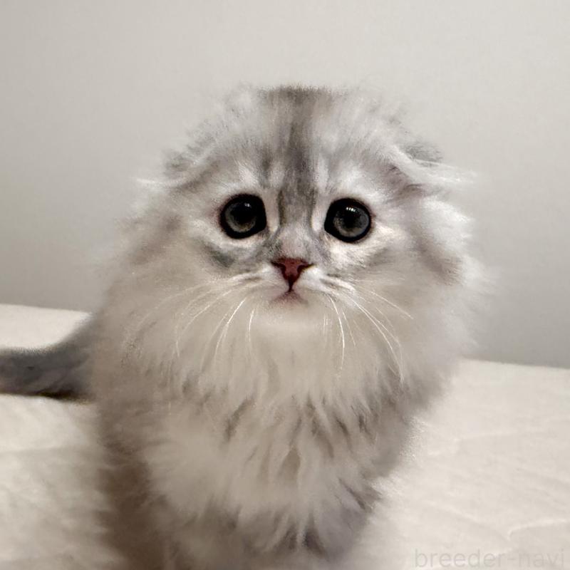 販売中の福岡県のスコティッシュフォールド(折れ耳)-134187