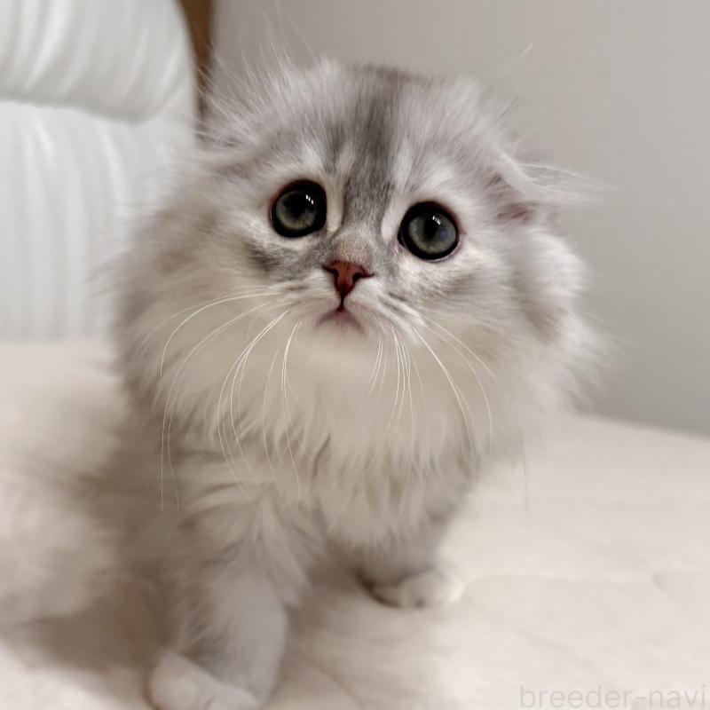 販売中の福岡県のスコティッシュフォールド(折れ耳)-134187の13枚目