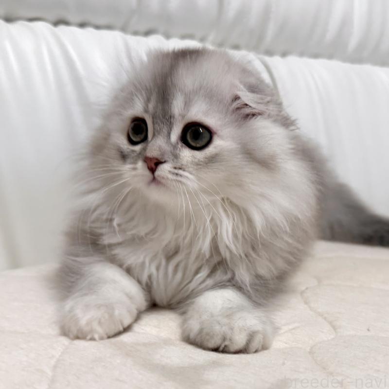 販売中の福岡県のスコティッシュフォールド(折れ耳)-134187の12枚目