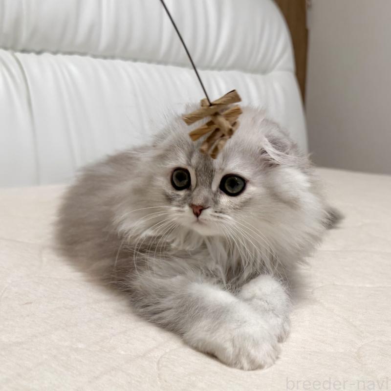 販売中の福岡県のスコティッシュフォールド(折れ耳)-134187の11枚目