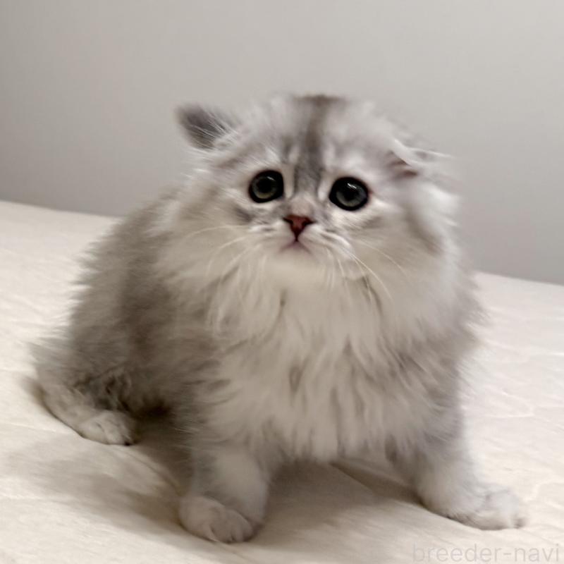 販売中の福岡県のスコティッシュフォールド(折れ耳)-134187の10枚目