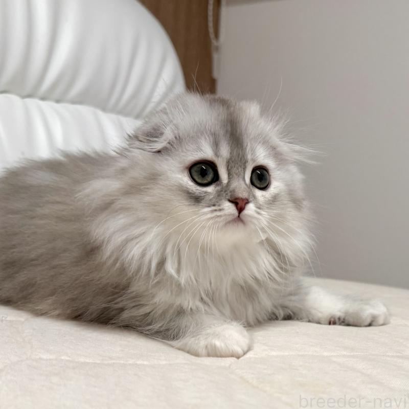販売中の福岡県のスコティッシュフォールド(折れ耳)-134187の9枚目