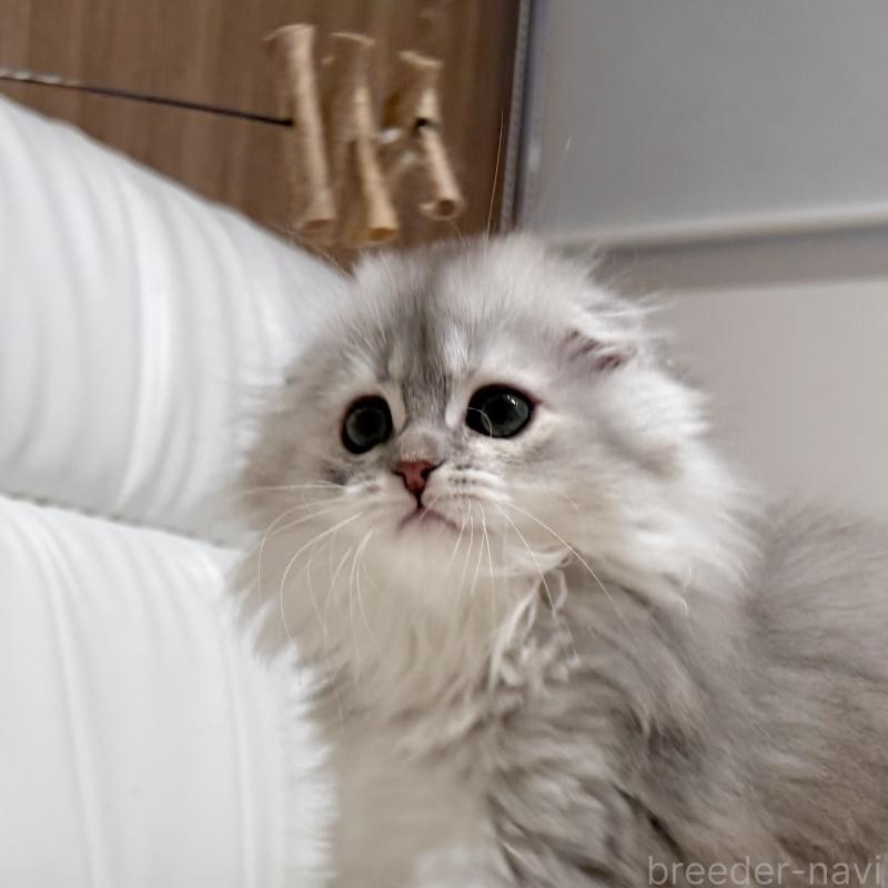 販売中の福岡県のスコティッシュフォールド(折れ耳)-134187の8枚目