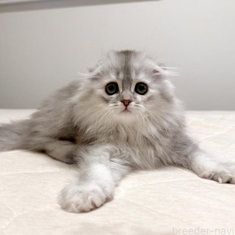 販売中の福岡県のスコティッシュフォールド(折れ耳)-134187の7枚目