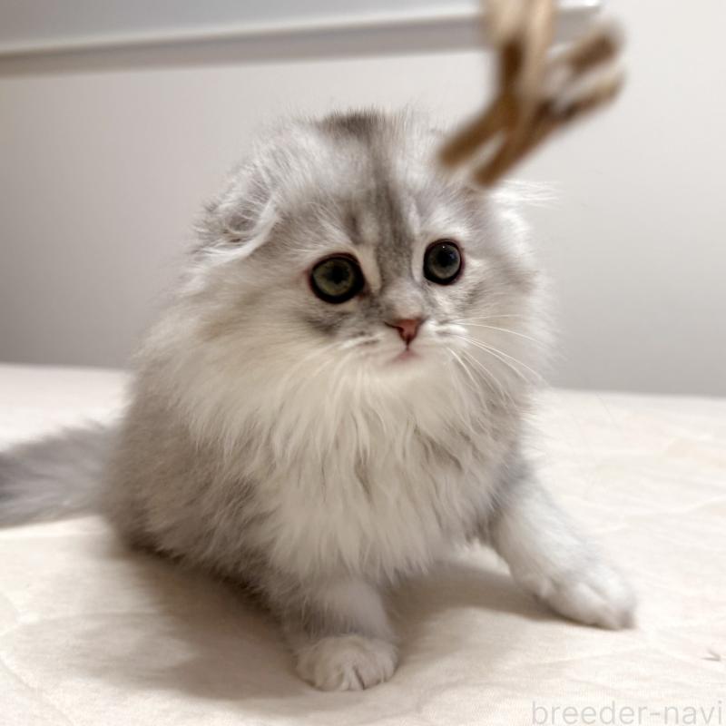 販売中の福岡県のスコティッシュフォールド(折れ耳)-134187の6枚目