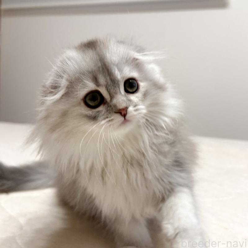 販売中の福岡県のスコティッシュフォールド(折れ耳)-134187の5枚目