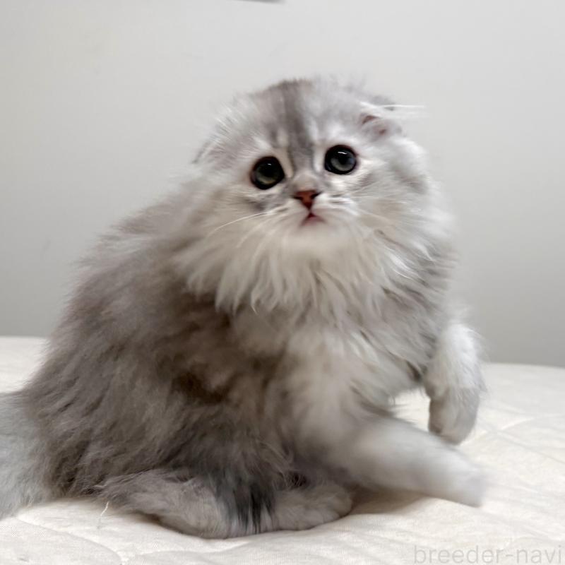 販売中の福岡県のスコティッシュフォールド(折れ耳)-134187の4枚目