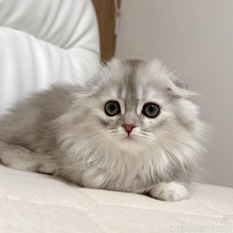 販売中の福岡県のスコティッシュフォールド(折れ耳)-134187の3枚目