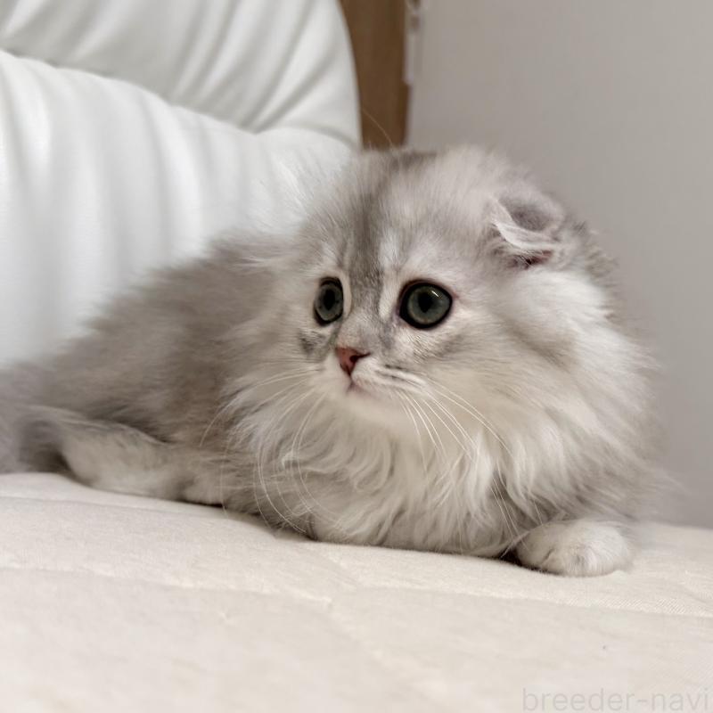 販売中の福岡県のスコティッシュフォールド(折れ耳)-134187の2枚目