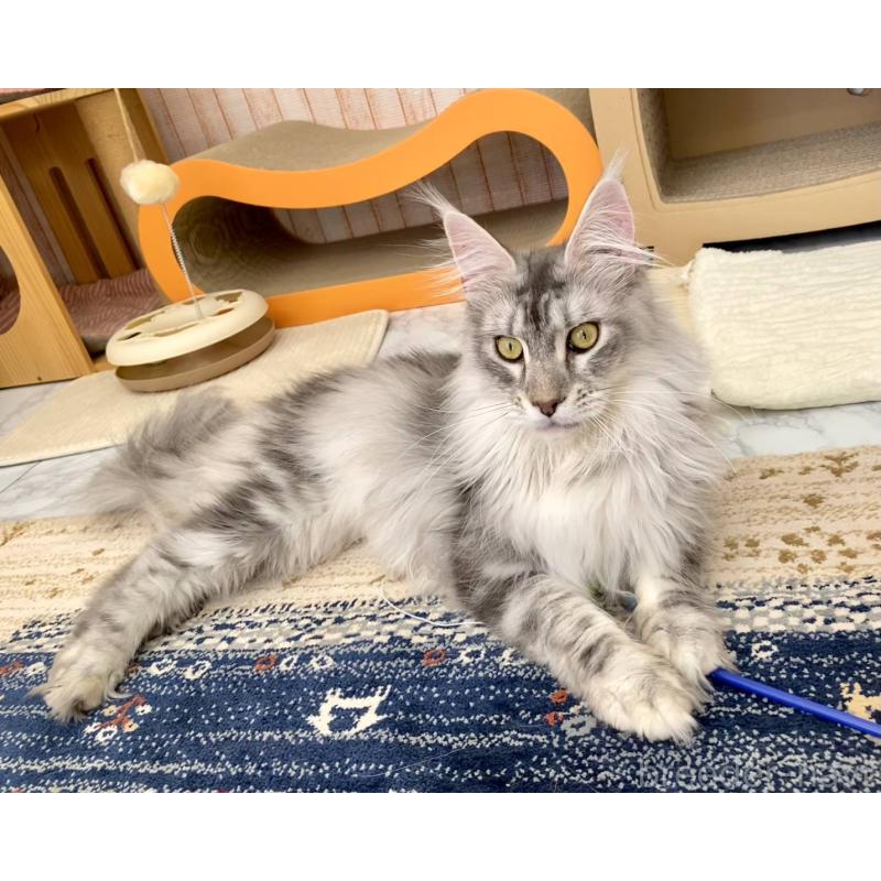 販売中の栃木県のメインクーン-136024の6枚目