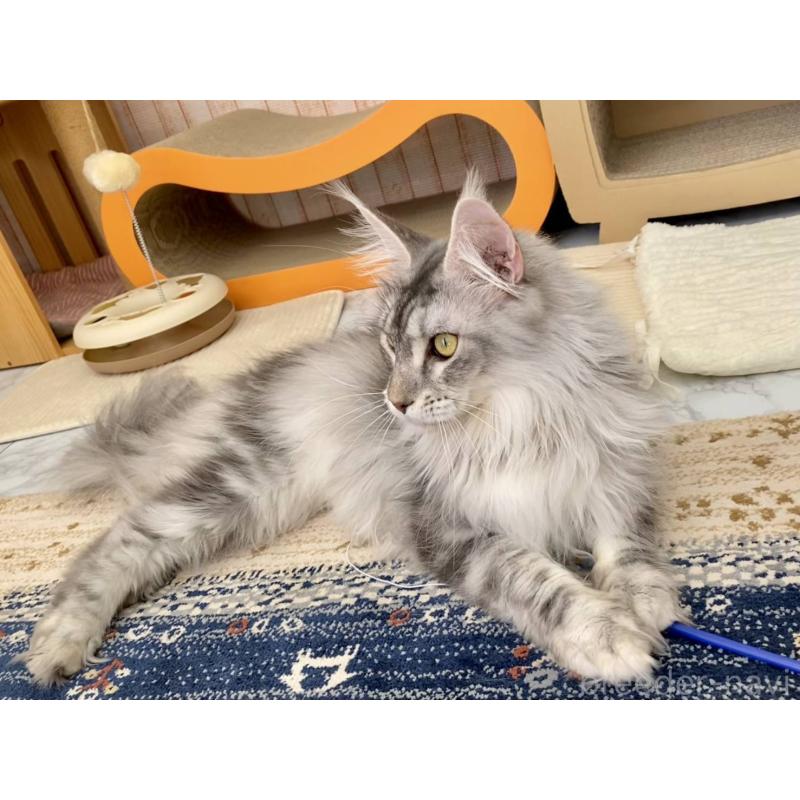 販売中の栃木県のメインクーン-136024の5枚目