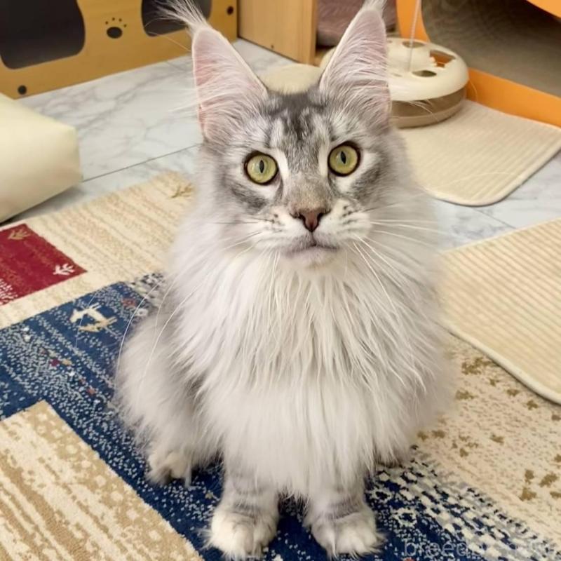 販売中の栃木県のメインクーン-136024の1枚目