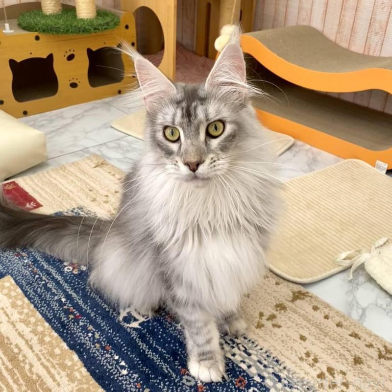 販売中の栃木県のメインクーン-136024の4枚目