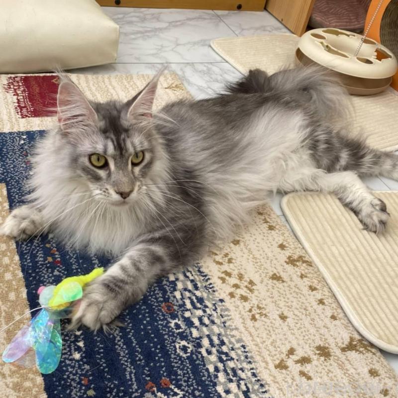 販売中の栃木県のメインクーン-136024の2枚目