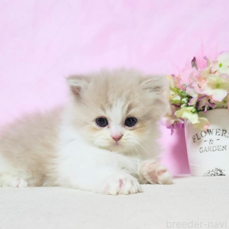 販売中の群馬県のミヌエット-135579