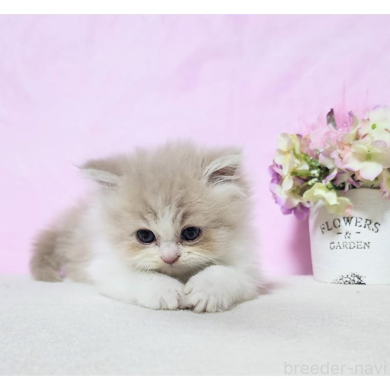 成約済の群馬県のミヌエット-135579の3枚目