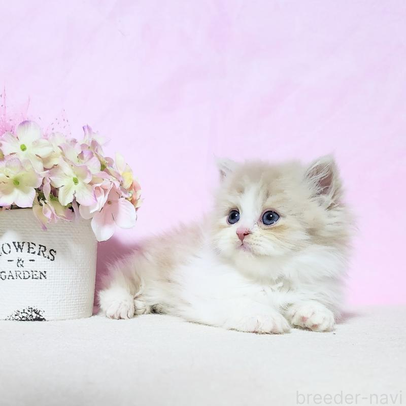 成約済の群馬県のミヌエット-135579の2枚目