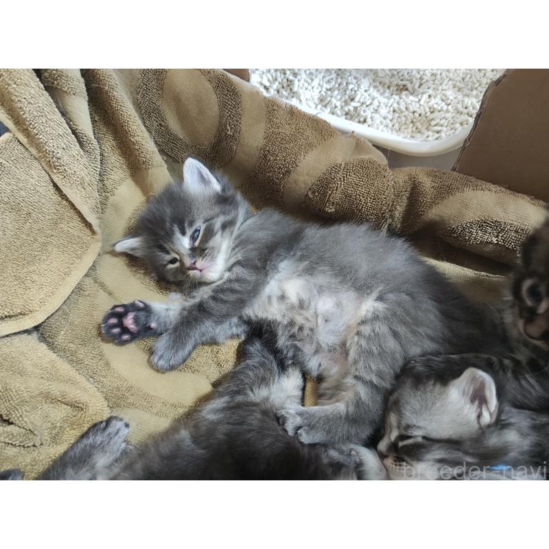 販売中の千葉県のメインクーン-136076の6枚目