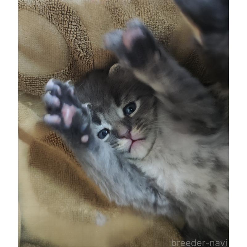 販売中の千葉県のメインクーン-136076の5枚目