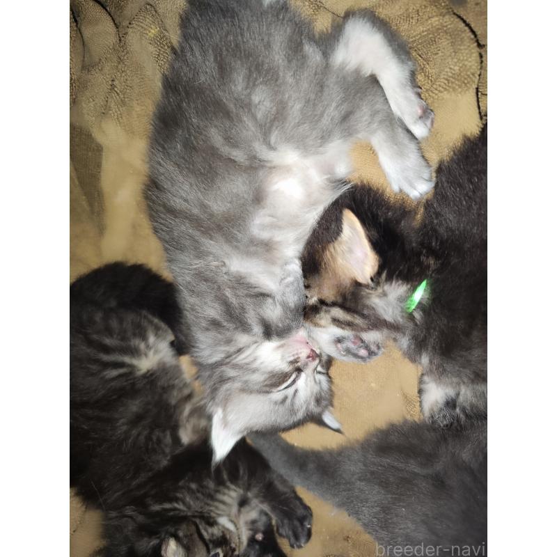 販売中の千葉県のメインクーン-136076の4枚目