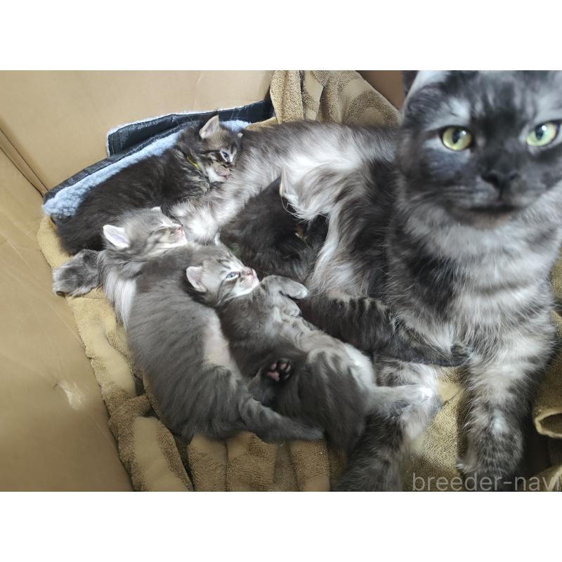 販売中の千葉県のメインクーン-136076の2枚目