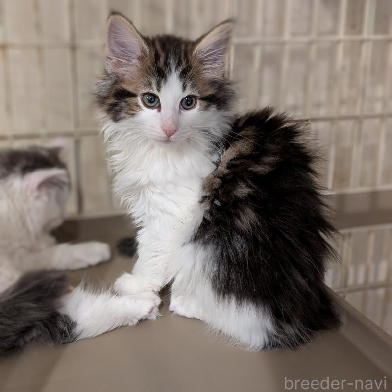 販売中の埼玉県のノルウェージャンフォレストキャット-134153の8枚目