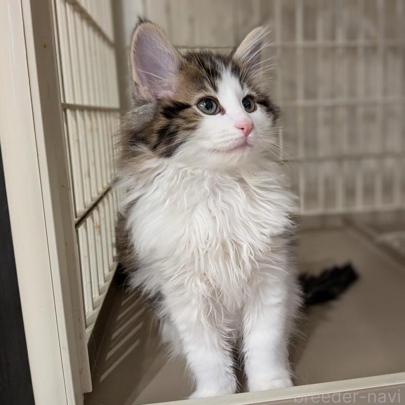 販売中の埼玉県のノルウェージャンフォレストキャット-134153の7枚目