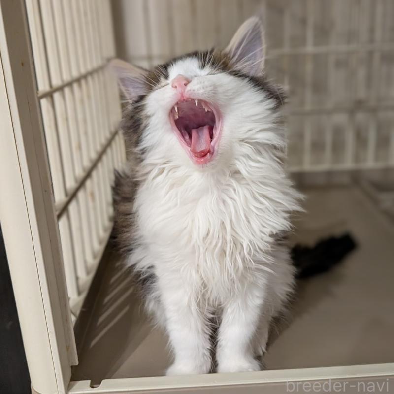販売中の埼玉県のノルウェージャンフォレストキャット-134153の6枚目