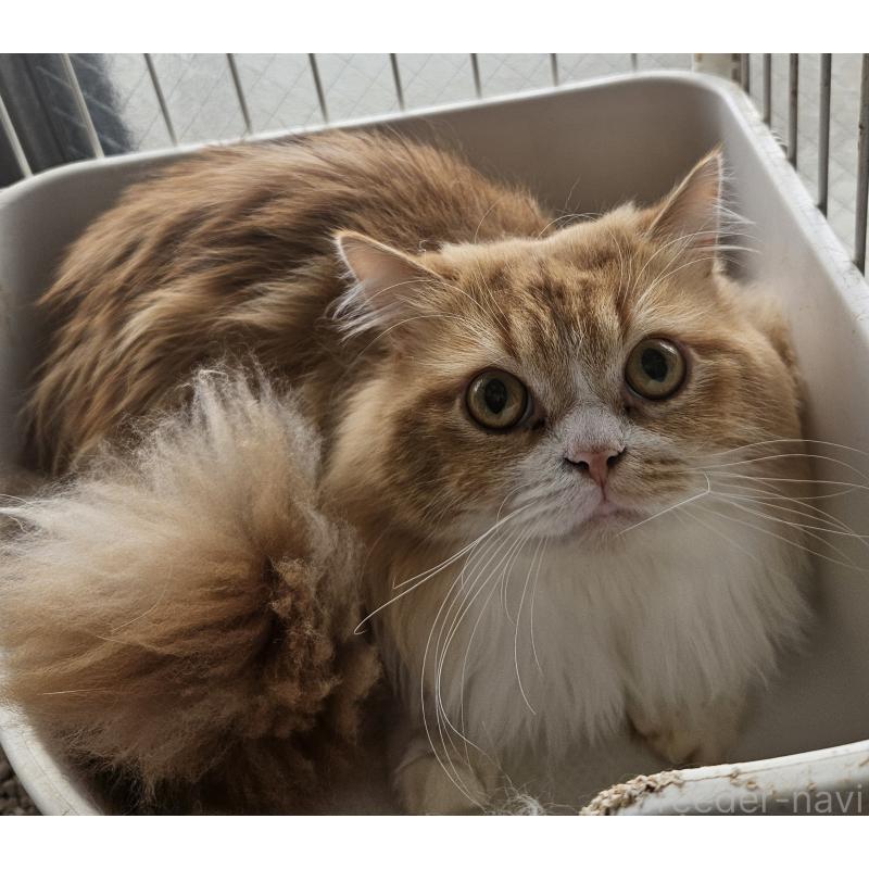 販売中の兵庫県のマンチカン(短足)-106323の3枚目