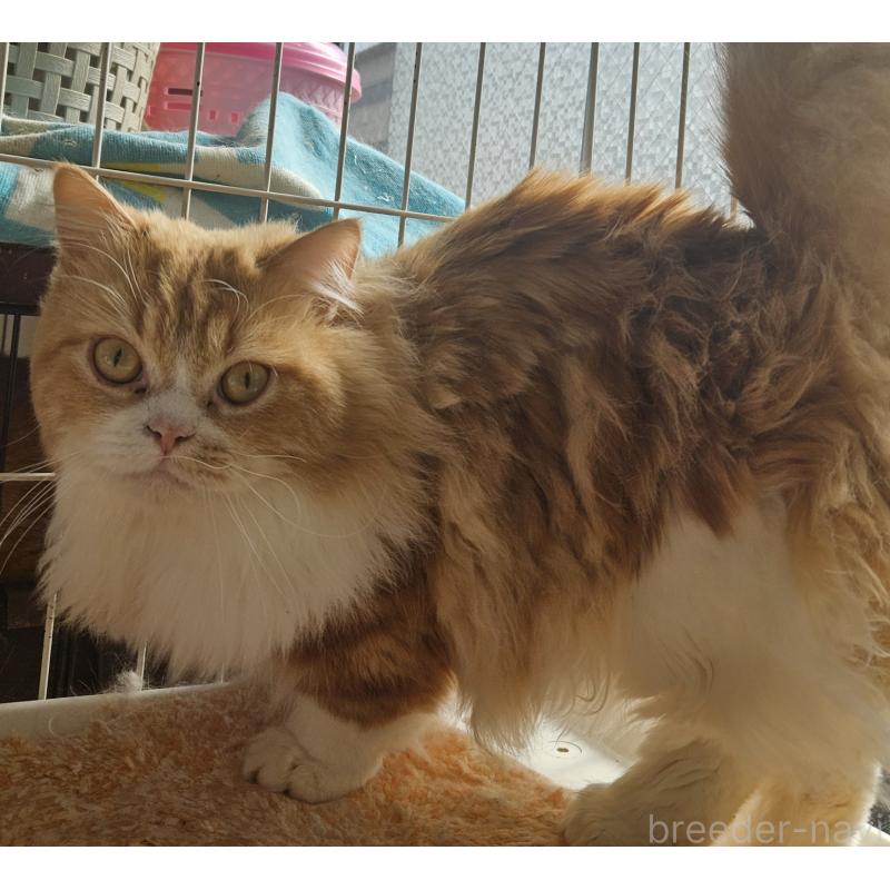 販売中の兵庫県のマンチカン(短足)-106323の2枚目