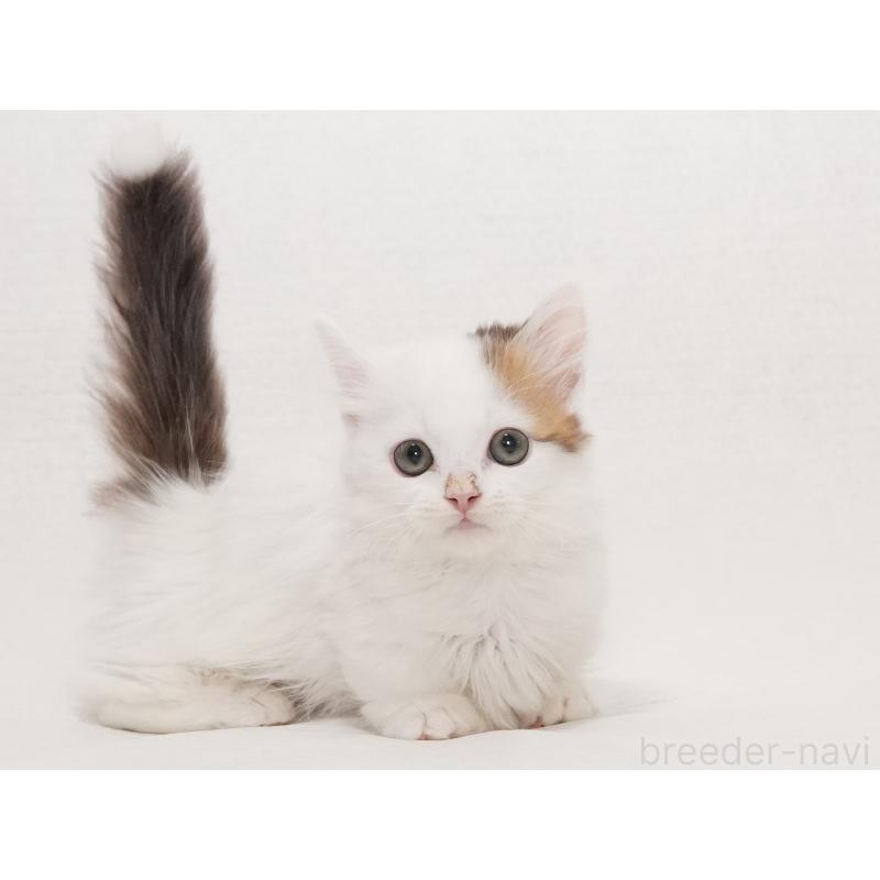 販売中の東京都のマンチカン(短足)-133723の4枚目