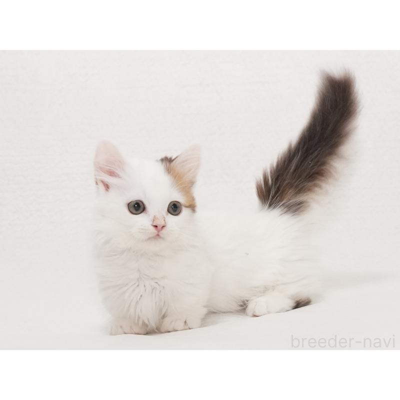 販売中の東京都のマンチカン(短足)-133723の3枚目