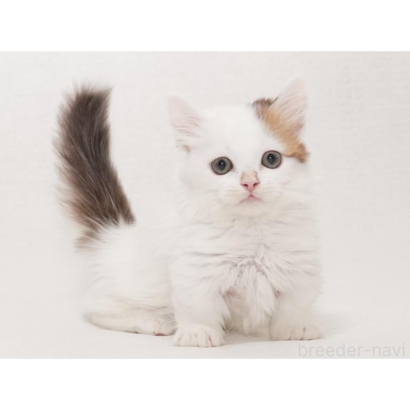 販売中の東京都のマンチカン(短足)-133723の2枚目