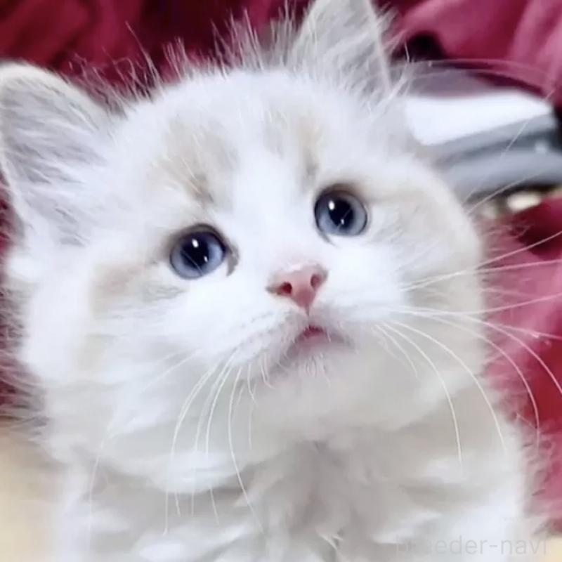 販売中の岐阜県のラグドール-134876