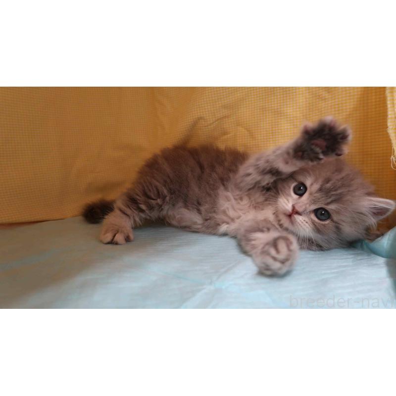 販売中の東京都のラガマフィン-136078の3枚目