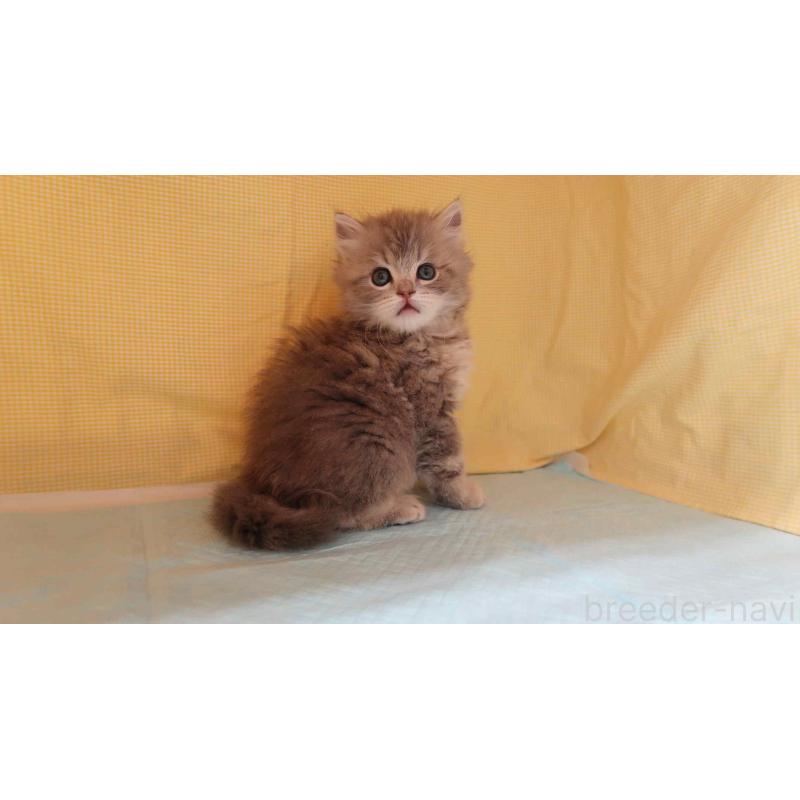 販売中の東京都のラガマフィン-136078の2枚目