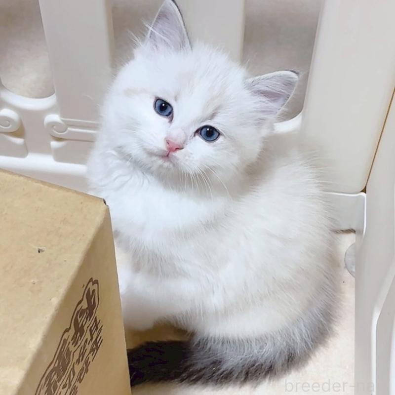 成約済の岐阜県のラグドール-134875の6枚目