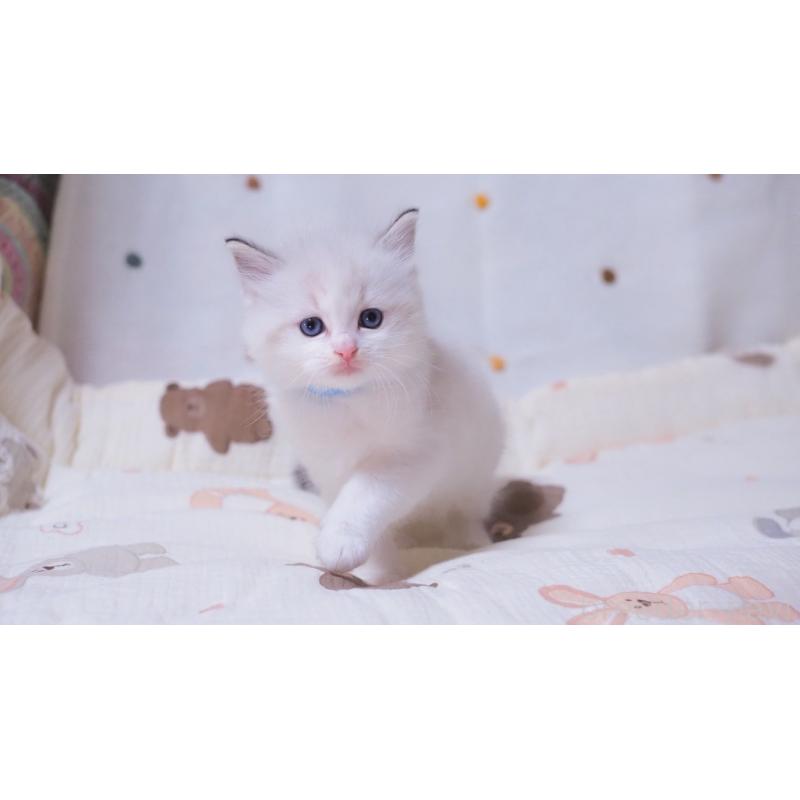 成約済の岐阜県のラグドール-134875の5枚目