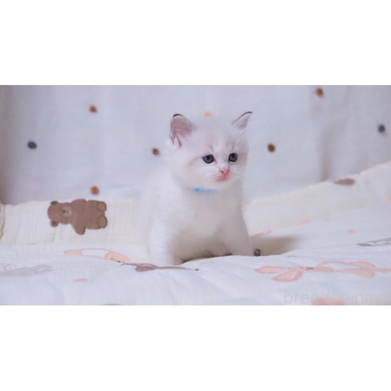 成約済の岐阜県のラグドール-134875の4枚目