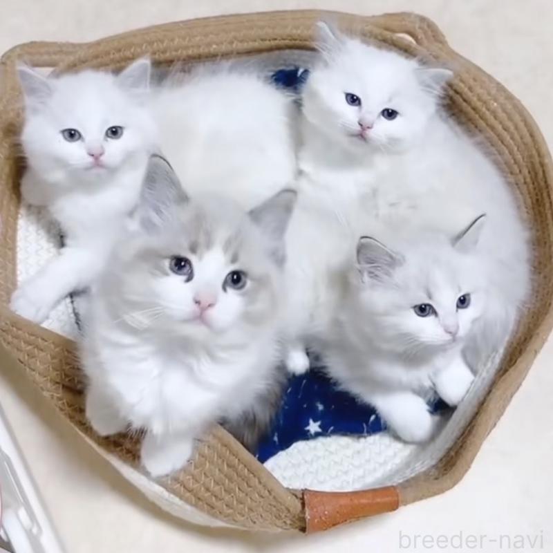 成約済の岐阜県のラグドール-134875の3枚目