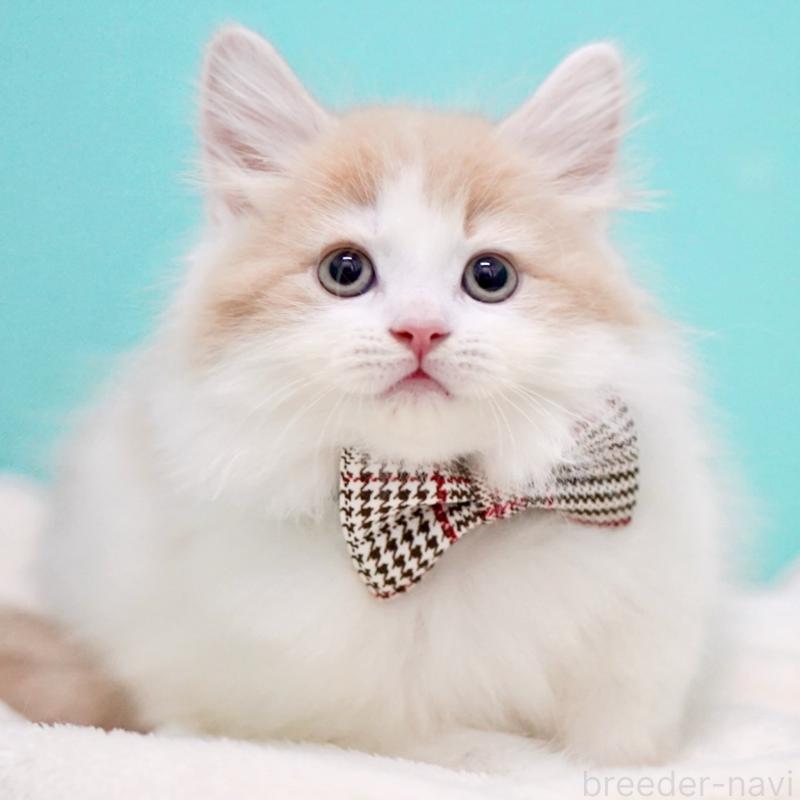 販売中の東京都のサイベリアン-133673の1枚目