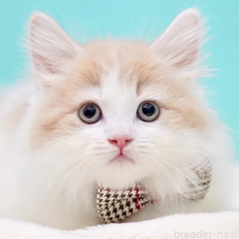 販売中の東京都のサイベリアン-133673の14枚目