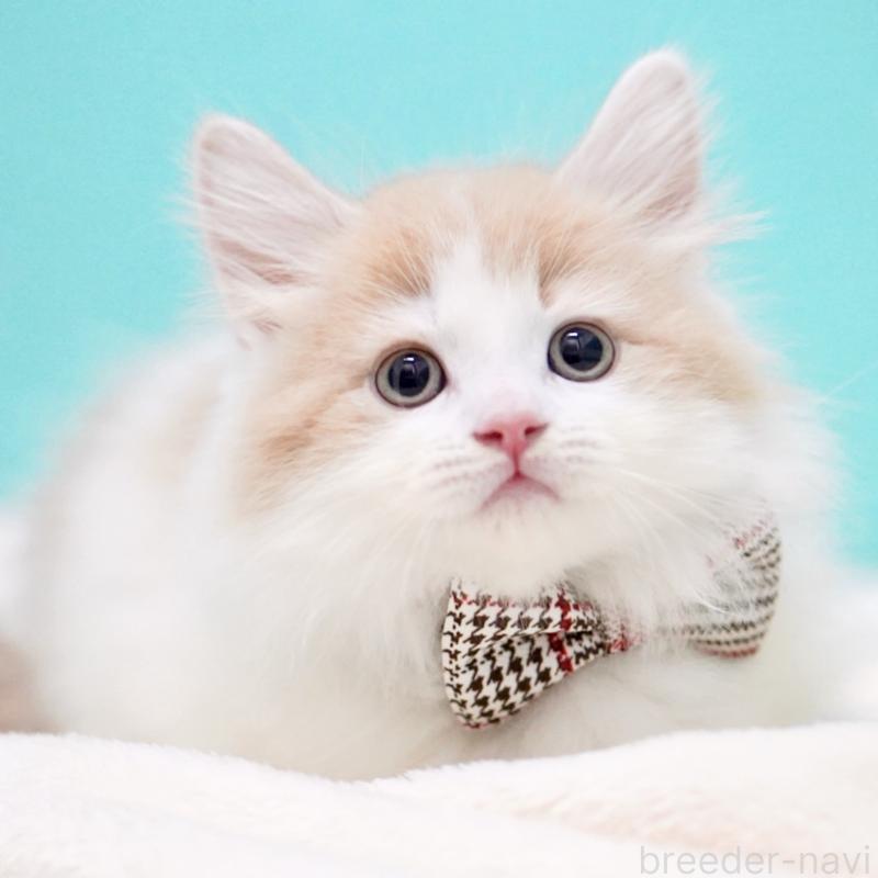 販売中の東京都のサイベリアン-133673の13枚目