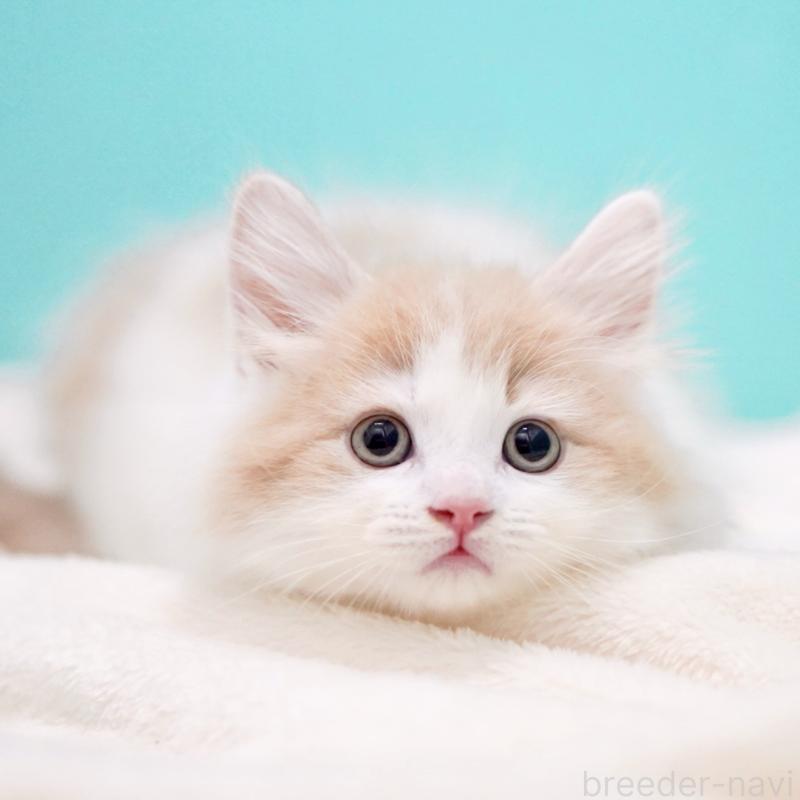 販売中の東京都のサイベリアン-133673の12枚目