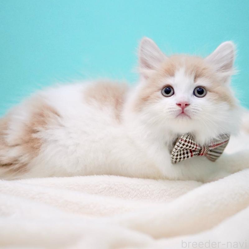 販売中の東京都のサイベリアン-133673の11枚目