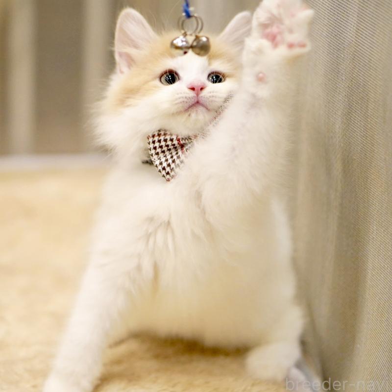 販売中の東京都のサイベリアン-133673の10枚目