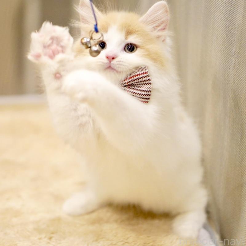 販売中の東京都のサイベリアン-133673の9枚目