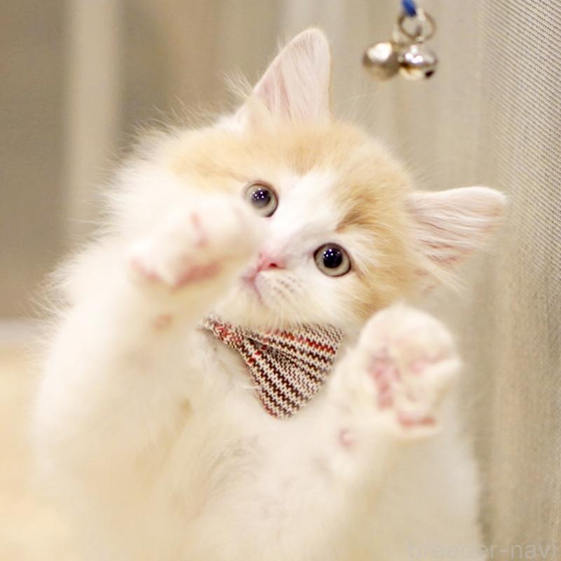 販売中の東京都のサイベリアン-133673の8枚目